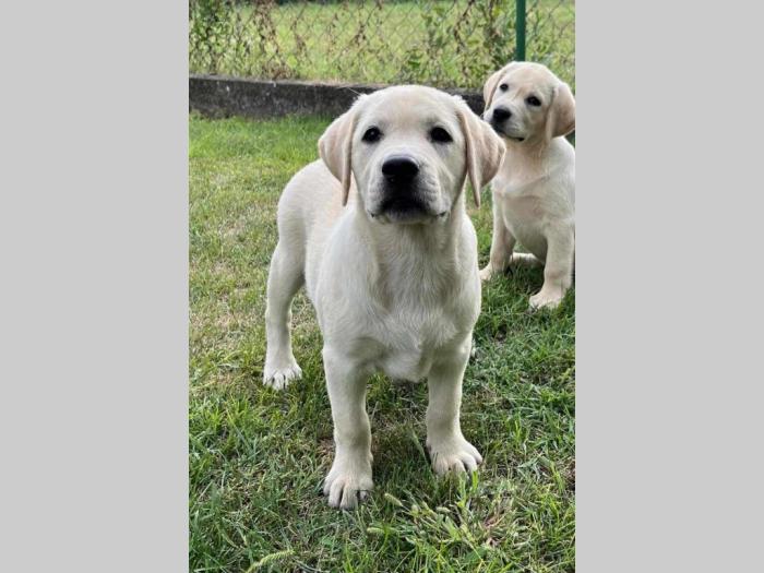 labrador retriver štenci ženke besplatni mali oglasi