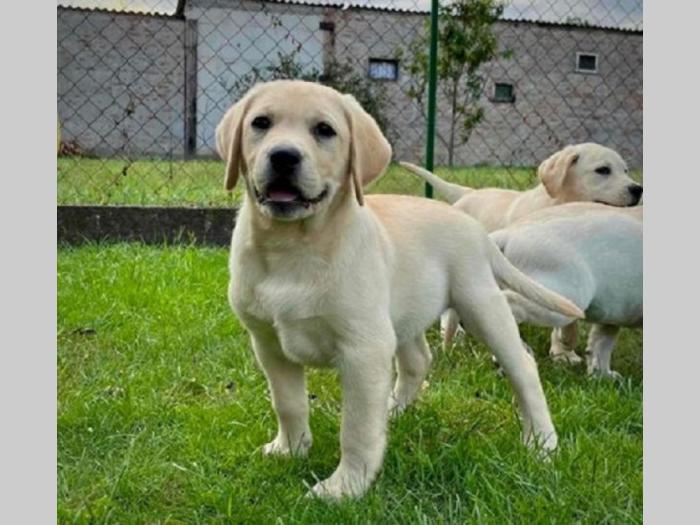 labrador retriver štenci ženke besplatni mali oglasi