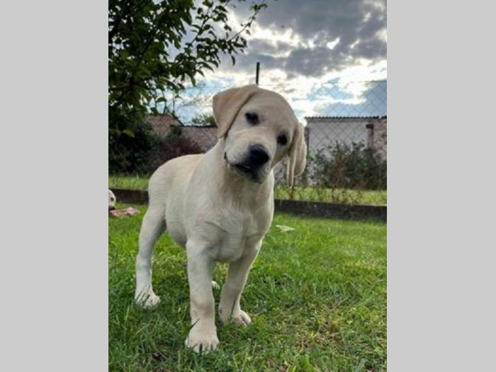 labrador retriver štenci ženke besplatni mali oglasi
