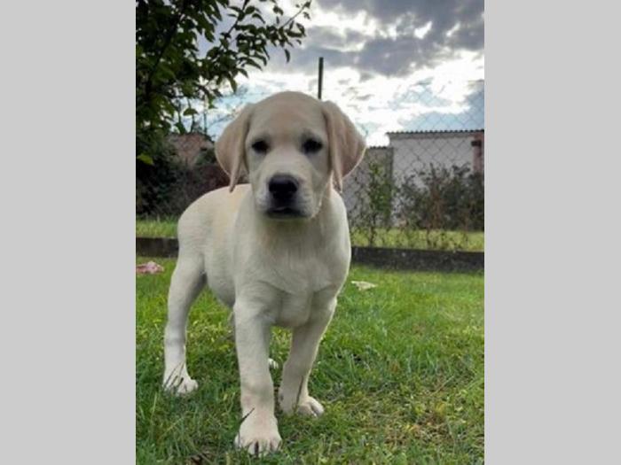 labrador retriver štenci ženke besplatni mali oglasi