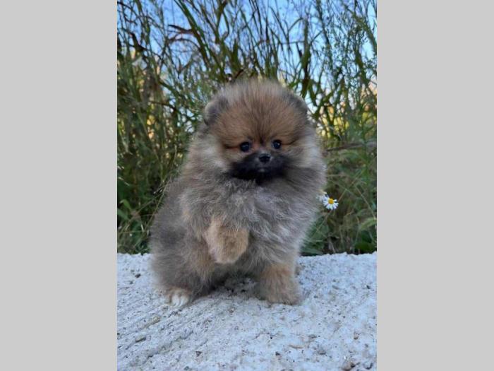 pomeranac (boo) mužjaci i ženke besplatni mali oglasi