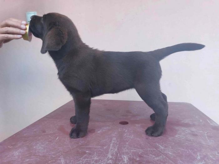 ženka labrador retrivera besplatni mali oglasi