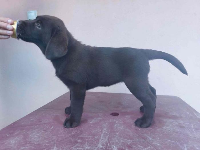 ženka labrador retrivera besplatni mali oglasi