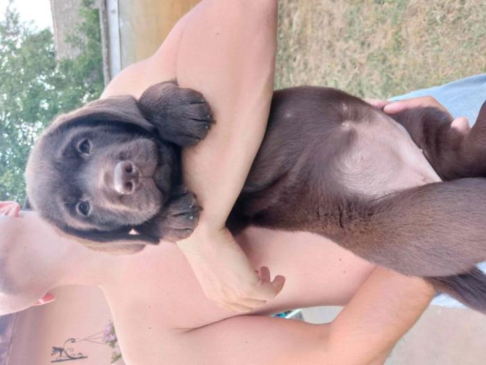 ženka labrador retrivera besplatni mali oglasi