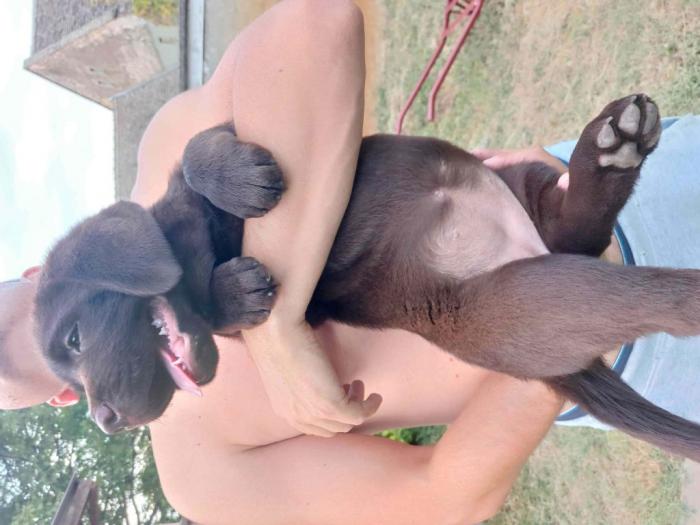 ženka labrador retrivera besplatni mali oglasi