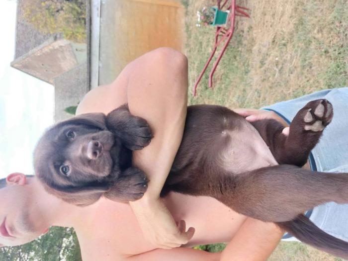 ženka labrador retrivera besplatni mali oglasi