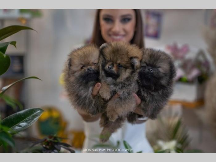 pomeranac štenci vrhunskog kvaliteta besplatni mali oglasi