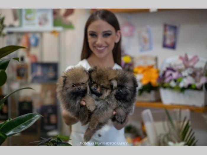 pomeranac štenci vrhunskog kvaliteta besplatni mali oglasi