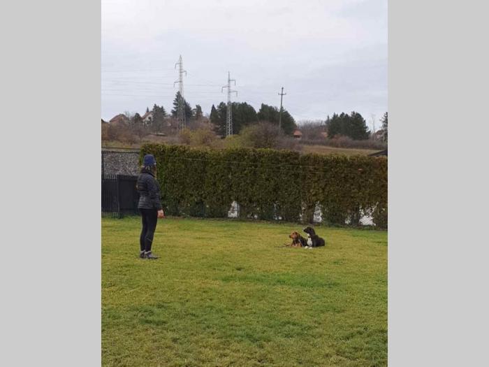 obuka pasa svih rasa škola pasa callibra besplatni mali oglasi