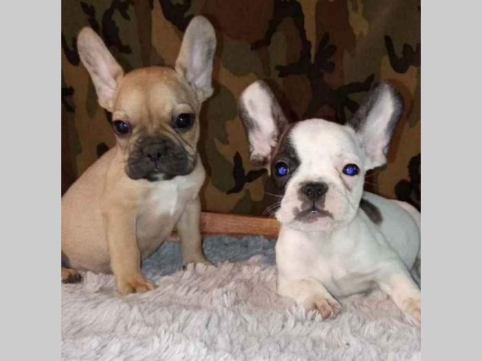 francuski buldog štenci besplatni mali oglasi