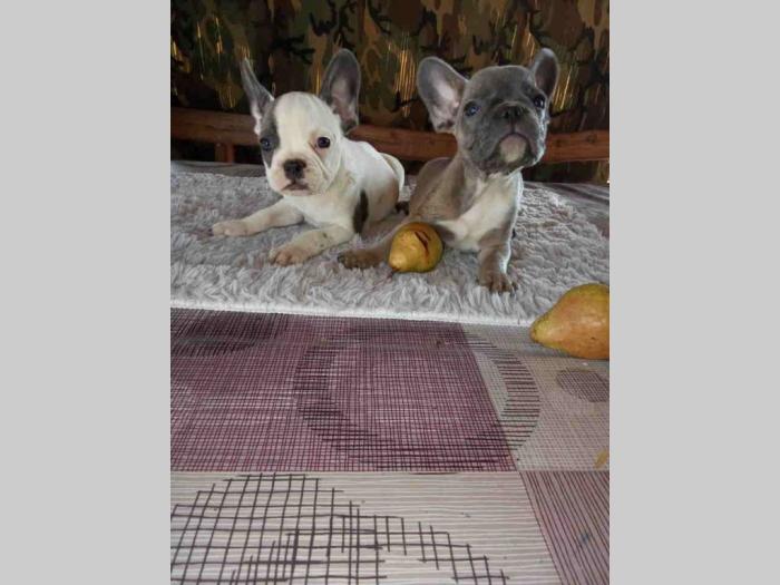 francuski buldog štenci besplatni mali oglasi