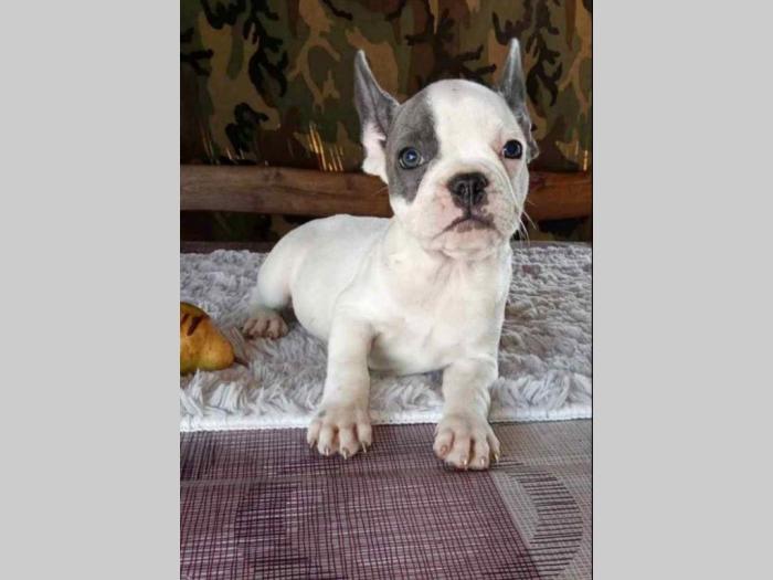 francuski buldog štenci besplatni mali oglasi