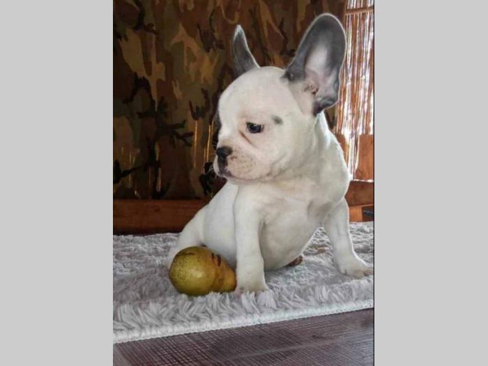 francuski buldog štenci besplatni mali oglasi