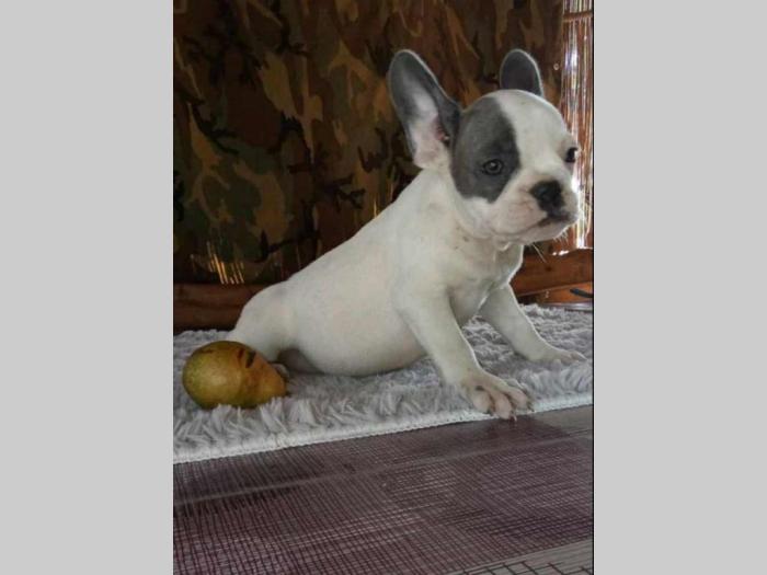 francuski buldog štenci besplatni mali oglasi