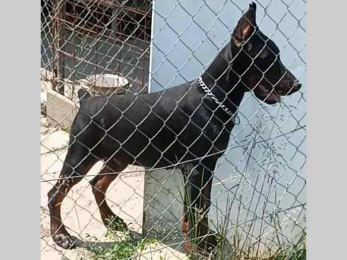 u ponudi štenci domertmana starosti od 3 7 meseci besplatni mali oglasi