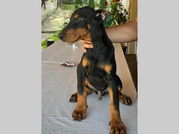 u ponudi štenci domertmana starosti od 3 7 meseci besplatni mali oglasi