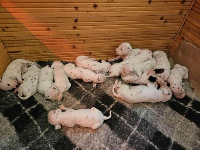 dalmatinski pas, štenad iz odgajivačnice mediolanum niš besplatni mali oglasi