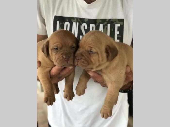 štenci bordoška doge vrhunske krvne linije besplatni mali oglasi