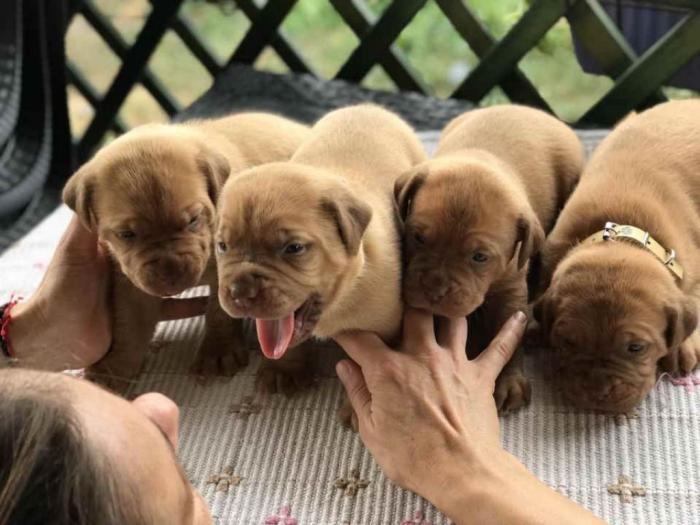 štenci bordoška doge vrhunske krvne linije besplatni mali oglasi