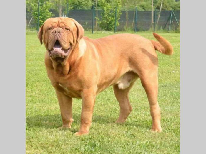 štenci bordoška doge vrhunske krvne linije besplatni mali oglasi