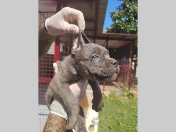 cane corso štenci izvrsnog porekla besplatni mali oglasi