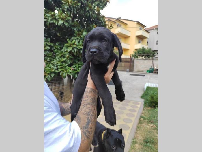 cane corso štenci izvrsnog porekla besplatni mali oglasi