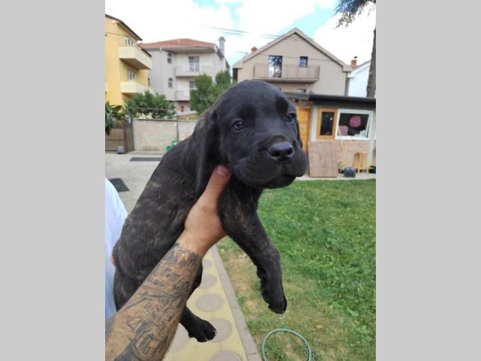 cane corso štenci izvrsnog porekla besplatni mali oglasi