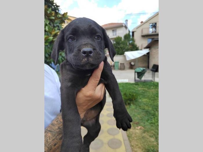 cane corso štenci izvrsnog porekla besplatni mali oglasi
