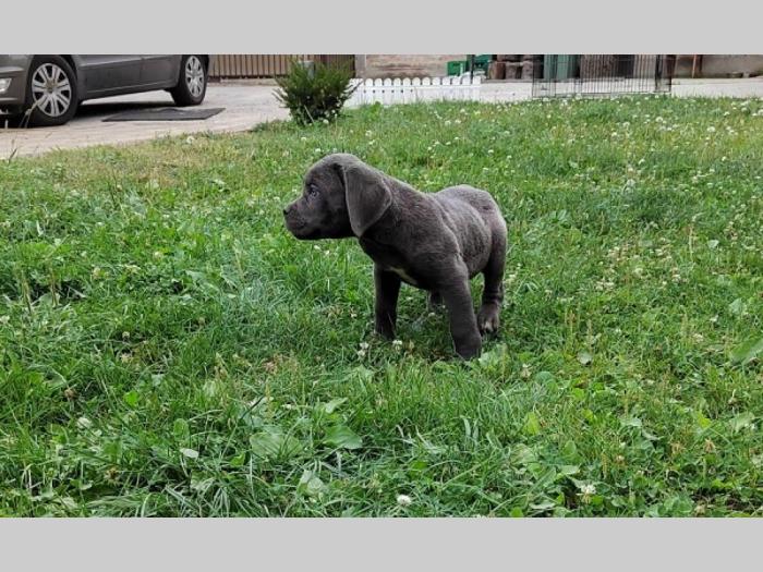 cane corso štenci izvrsnog porekla besplatni mali oglasi