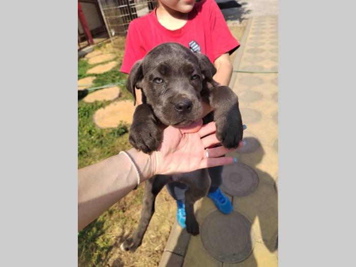 cane corso štenci izvrsnog porekla besplatni mali oglasi