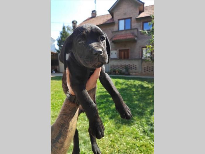 cane corso štenci izvrsnog porekla besplatni mali oglasi