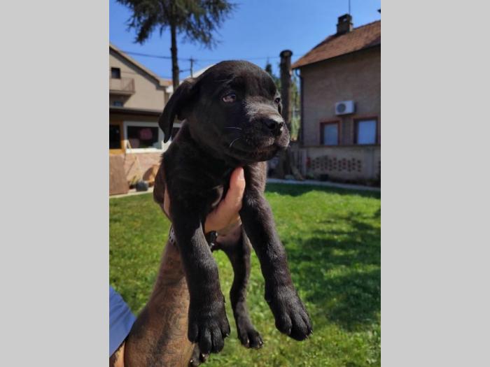 cane corso štenci izvrsnog porekla besplatni mali oglasi
