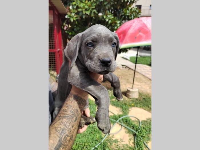 cane corso štenci izvrsnog porekla besplatni mali oglasi