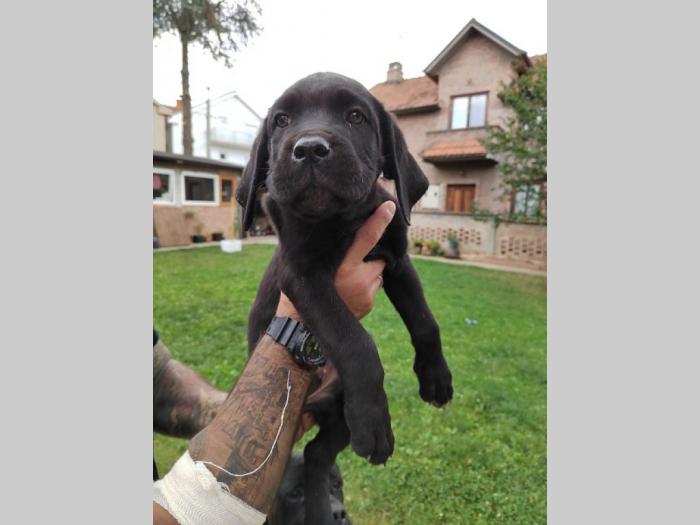 cane corso štenci izvrsnog porekla besplatni mali oglasi