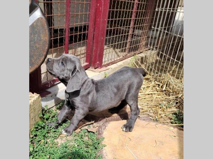 cane corso štenci izvrsnog porekla besplatni mali oglasi