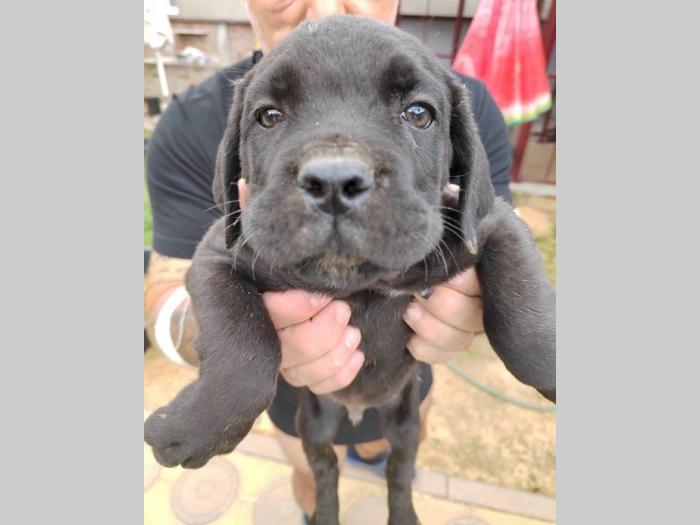 cane corso štenci izvrsnog porekla besplatni mali oglasi