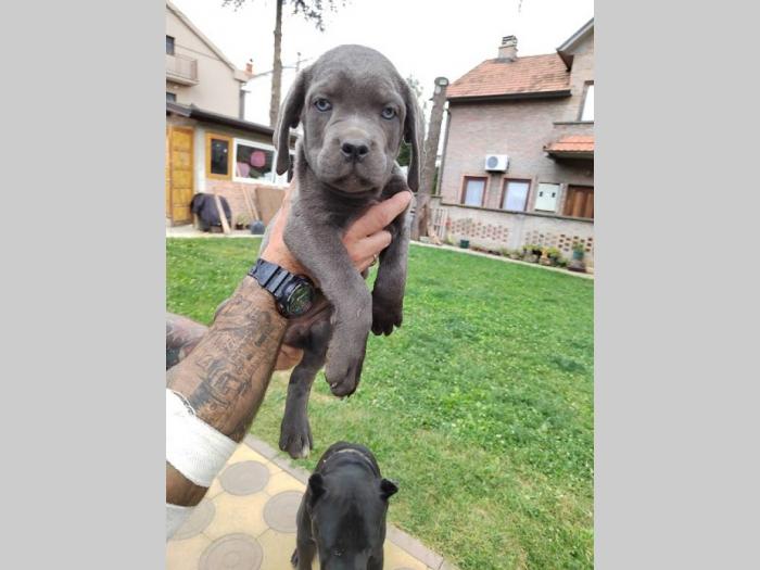 cane corso štenci izvrsnog porekla besplatni mali oglasi