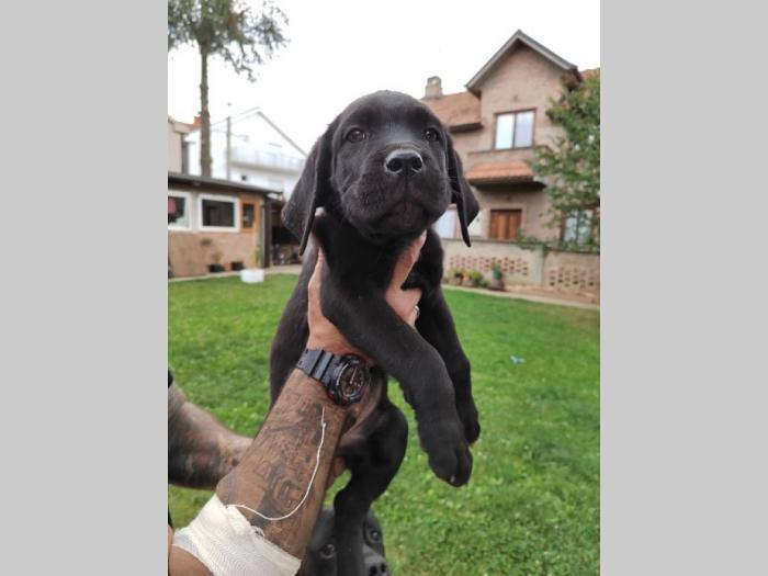 cane corso štenci izvrsnog porekla besplatni mali oglasi