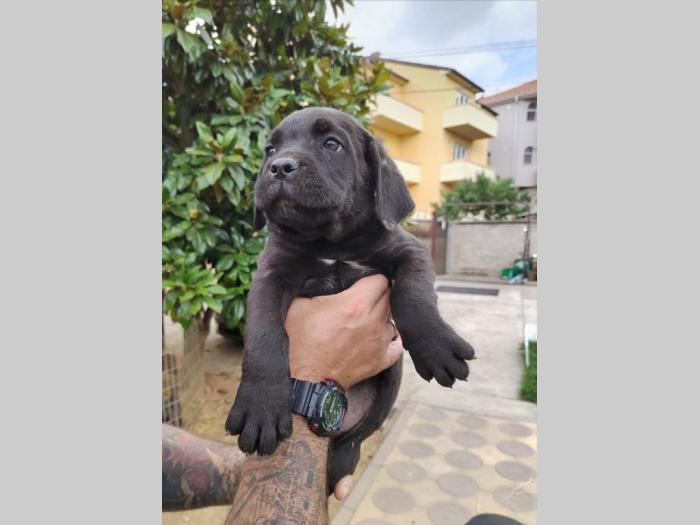 cane corso štenci izvrsnog porekla besplatni mali oglasi