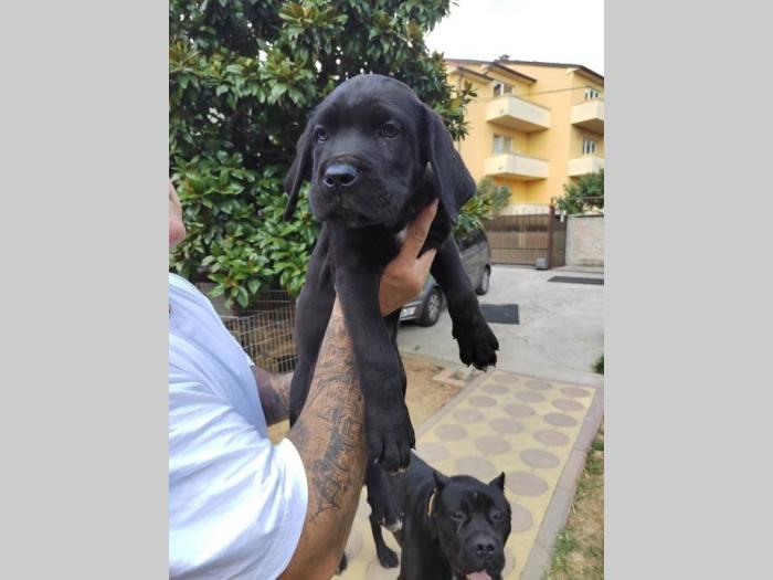 cane corso štenci izvrsnog porekla besplatni mali oglasi