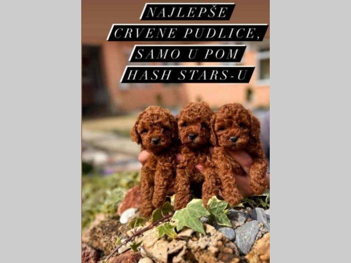 štenci vrhunskih toy pudlica samo u pom hash starsu besplatni mali oglasi
