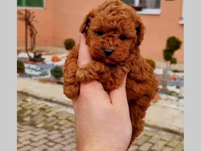 štenci vrhunskih toy pudlica samo u pom hash starsu besplatni mali oglasi