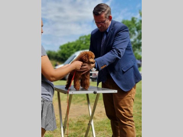 pudla crvena toy mužjak dostupan za parenje besplatni mali oglasi