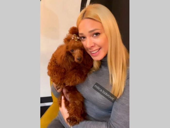 pudla crvena toy mužjak dostupan za parenje besplatni mali oglasi