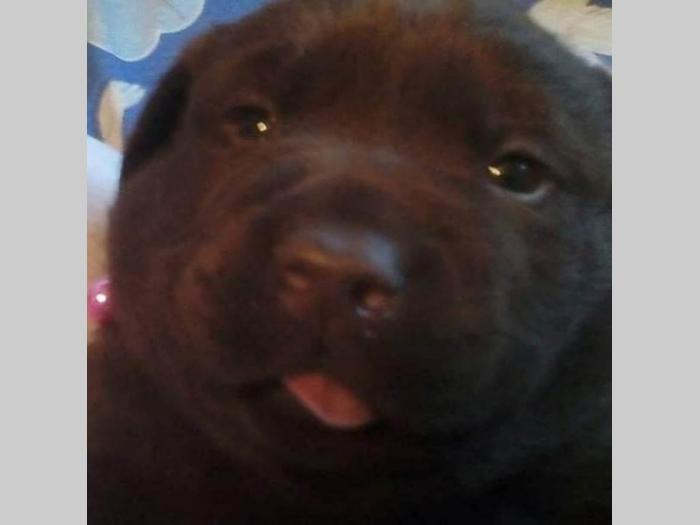 štenci braon labradora besplatni mali oglasi