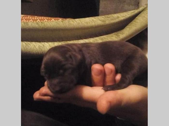štenci braon labradora besplatni mali oglasi