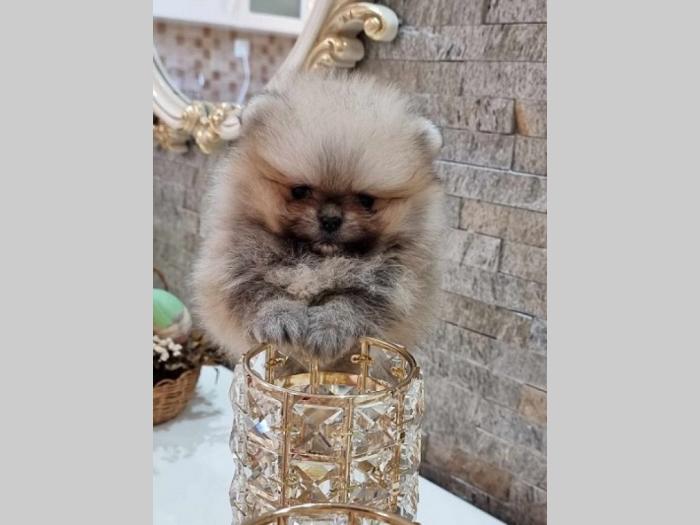 pomeranac boo tea cup ženka besplatni mali oglasi