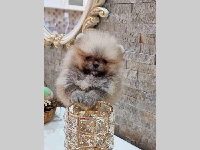 pomeranac boo tea cup ženka besplatni mali oglasi