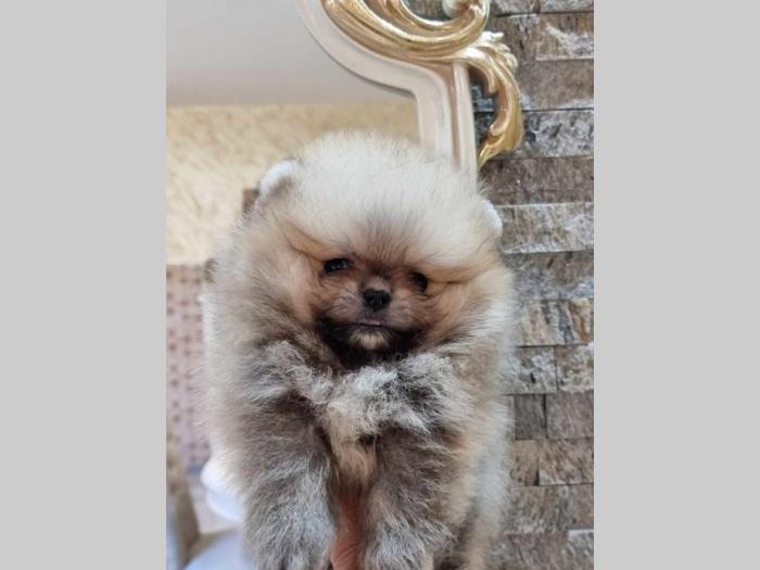 pomeranac boo tea cup ženka besplatni mali oglasi