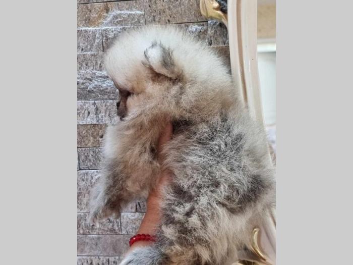 pomeranac boo tea cup ženka besplatni mali oglasi